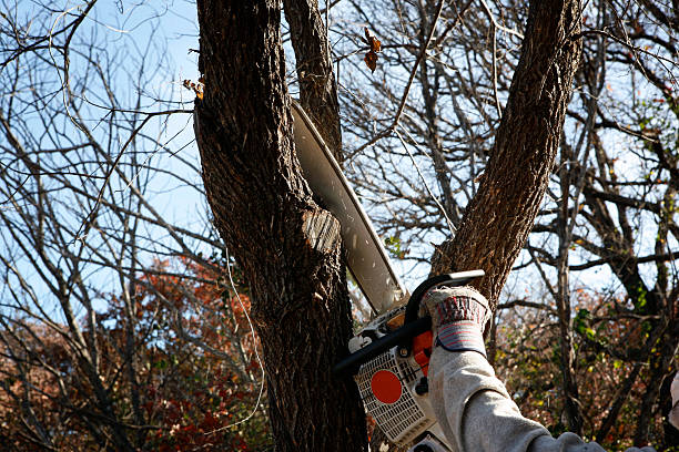 Professional Tree Care in Sea Girt, NJ