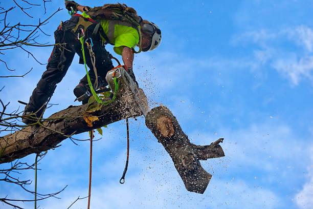 How Our Tree Care Process Works  in  Sea Girt, NJ